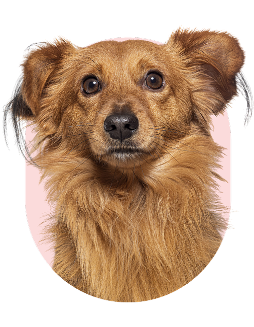 perro